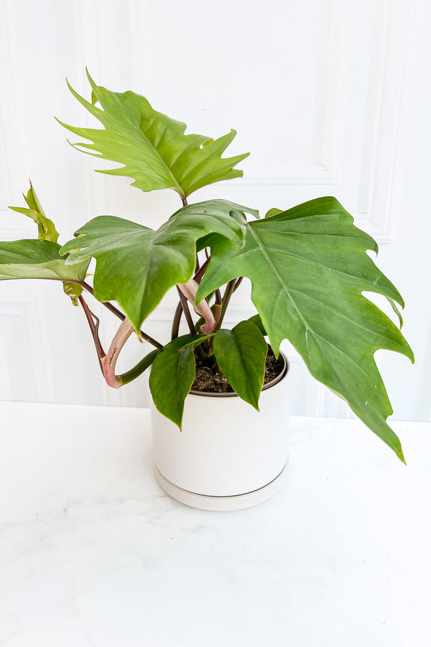 Philodendron, Mayoi 17Cm