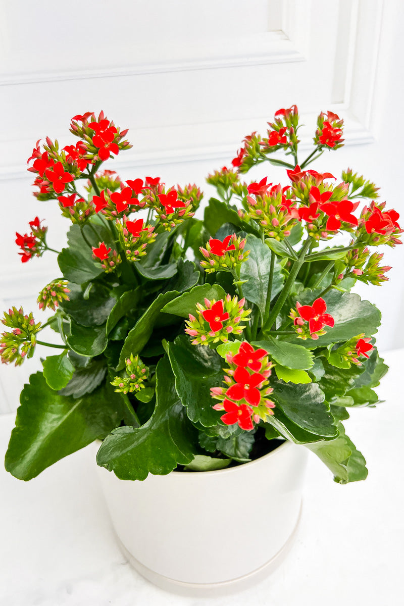 Kalanchoe, Red  6"