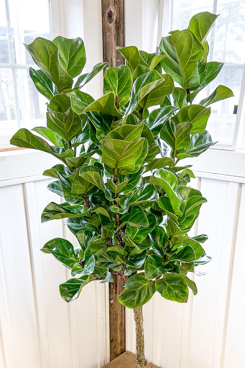 Ficus, (Lyrata) Fiddle Leaf Fig Little Sunshine 10" Standard