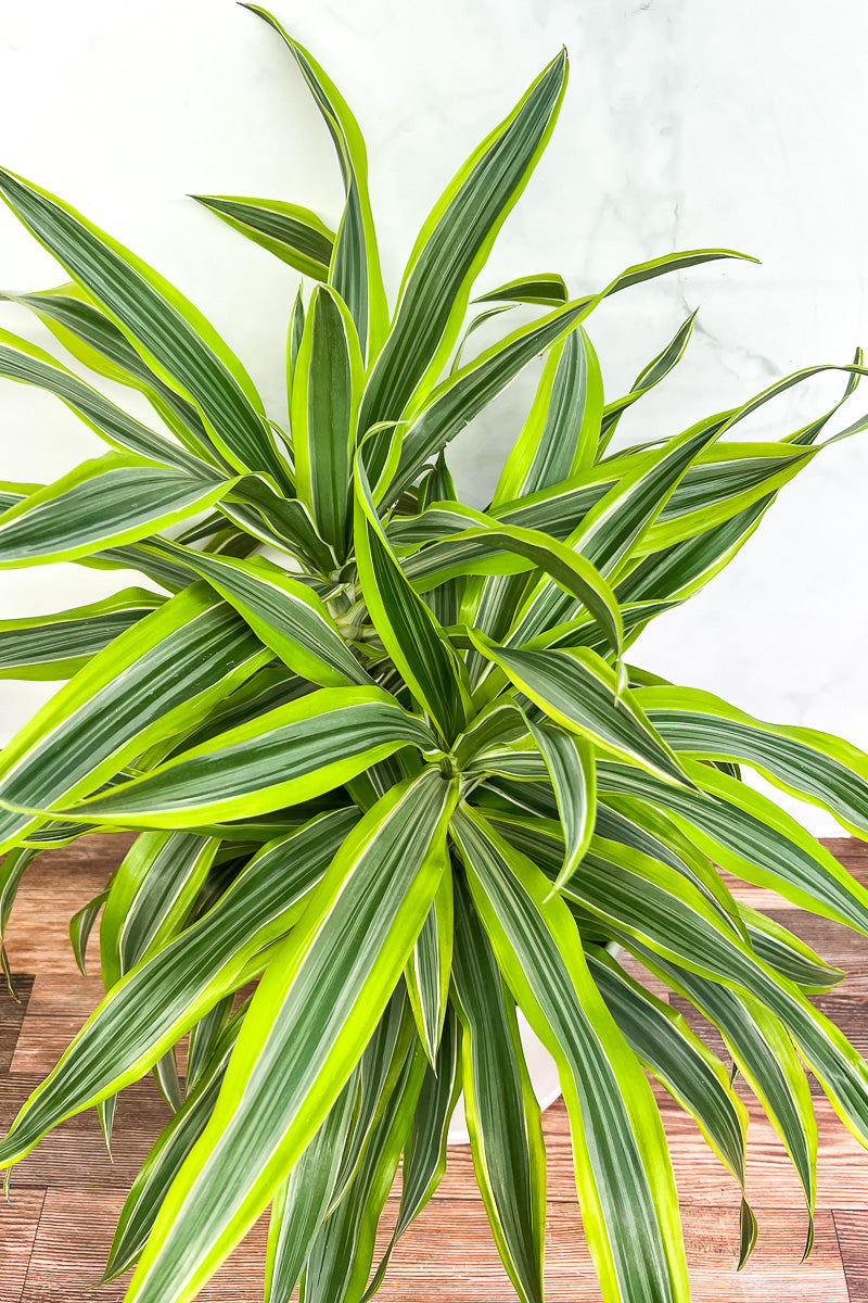 Dracaena, Warneckii Lemon Lime 10"