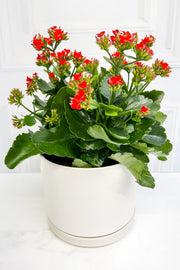 Kalanchoe, Red  6"