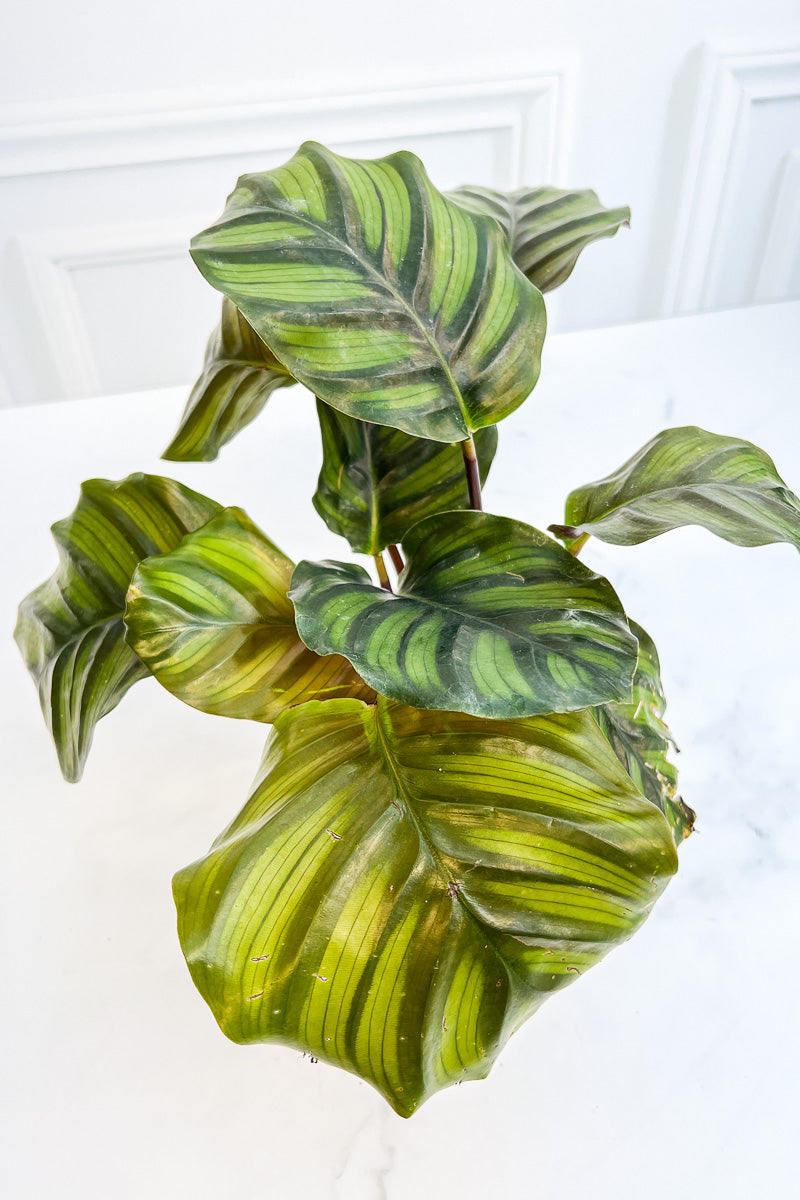 Calathea, Fasciata  4"