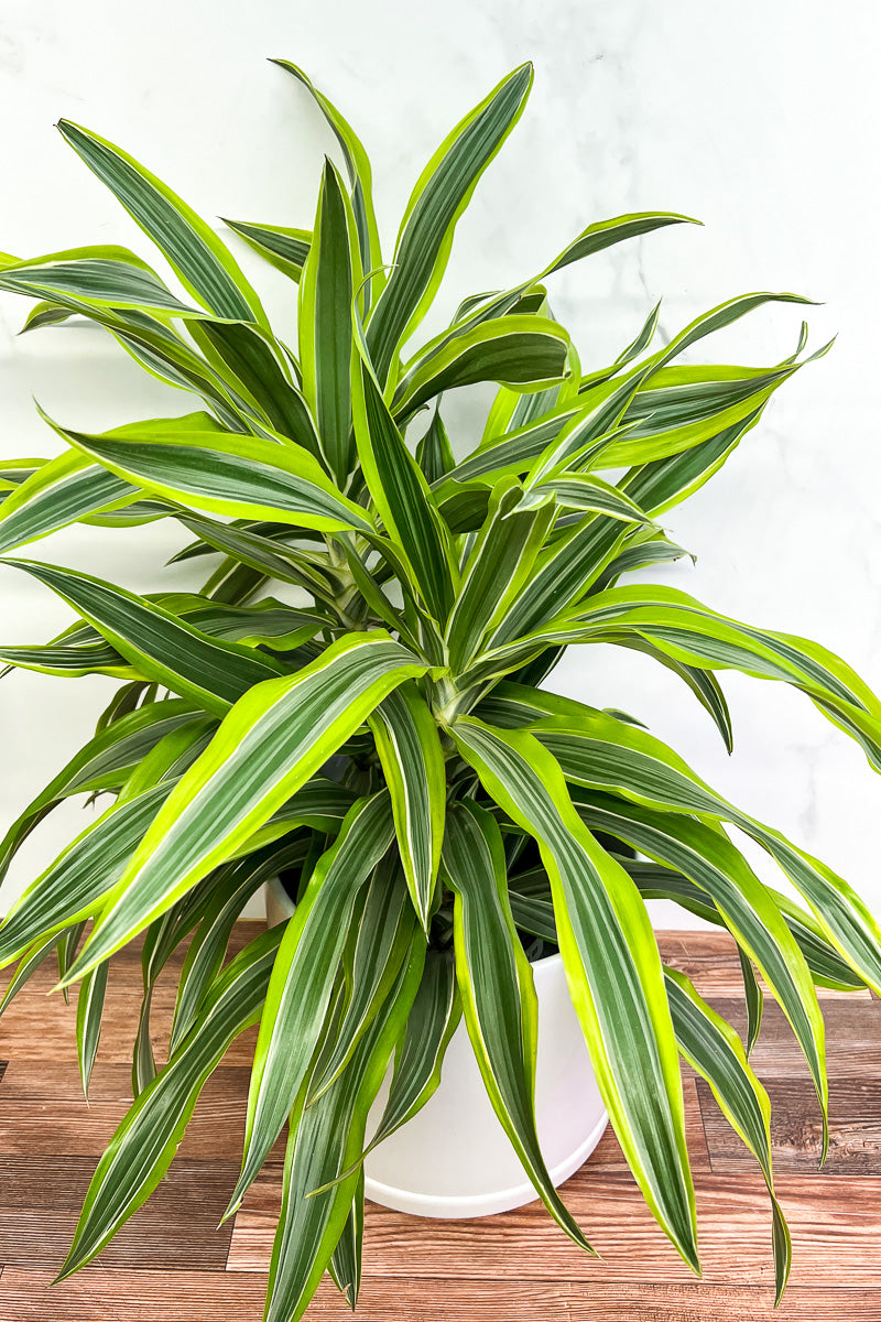 Dracaena, Warneckii Lemon Lime 8"