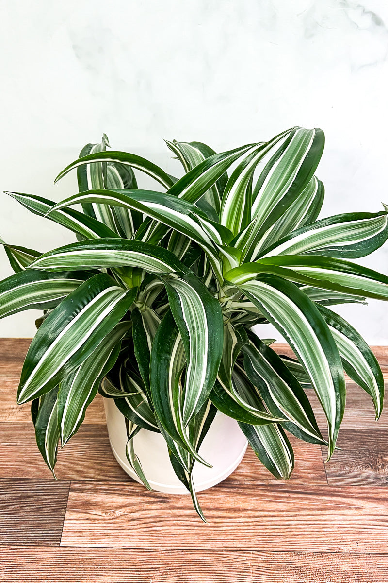 Dracaena, Warneckii 6"