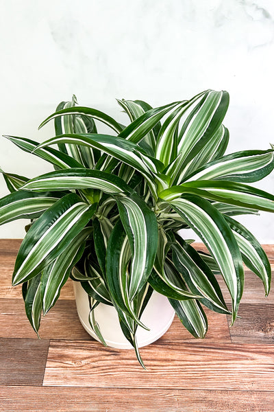 Chalet-Chicago-indoor-plant-