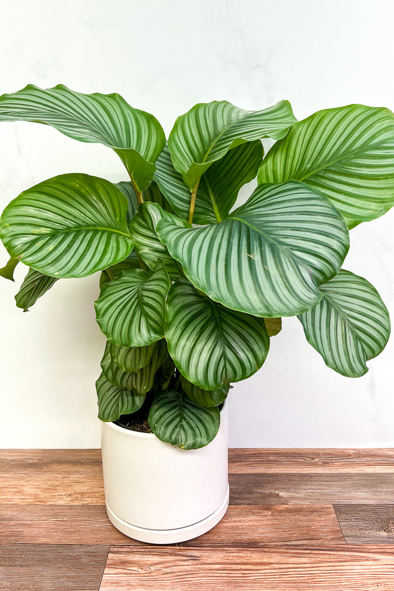 Calathea, Orbifoilia 6"