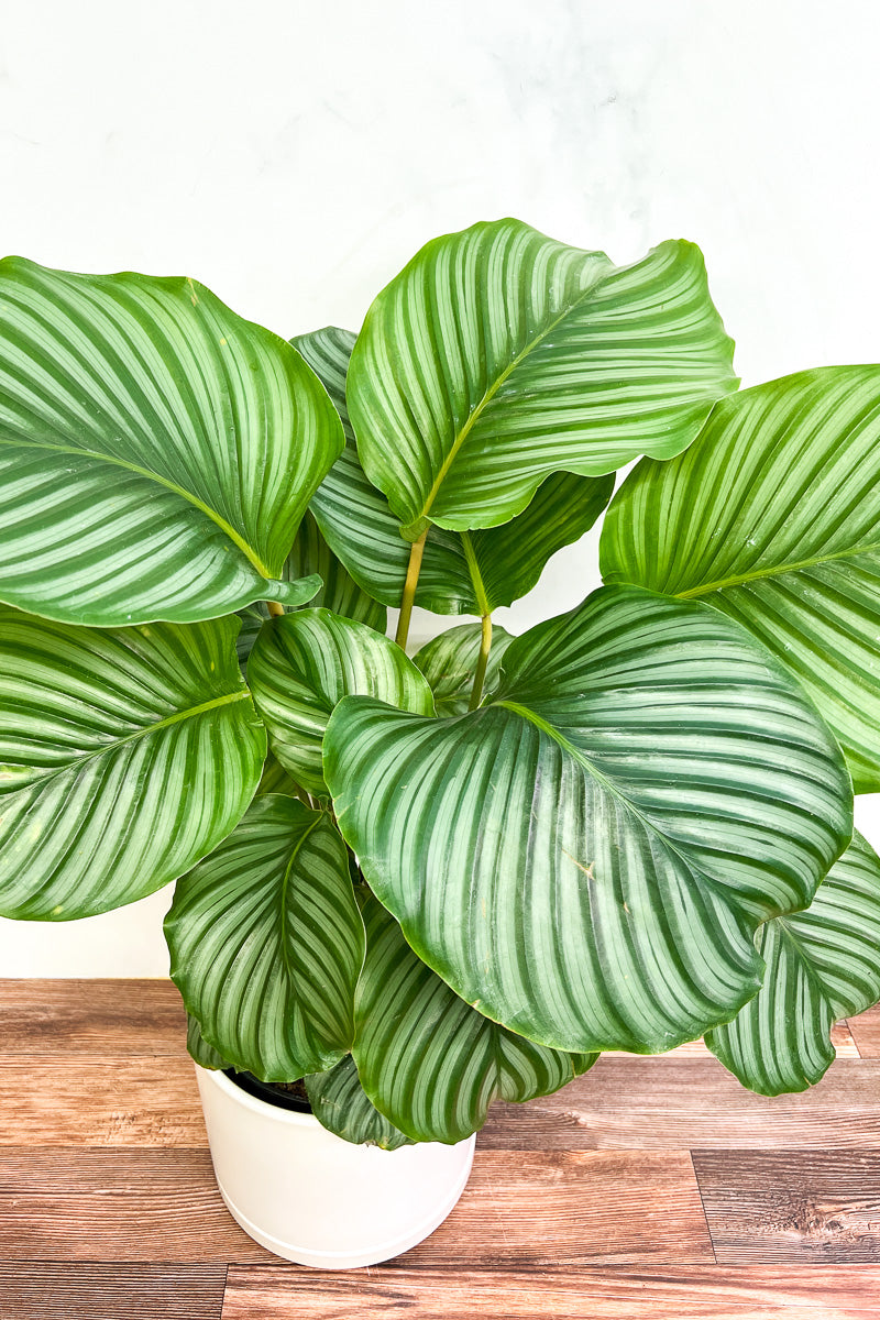 Calathea, Orbifolia 12 cm