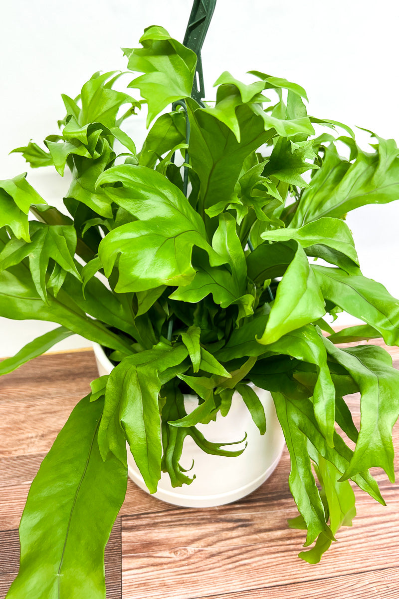 Fern, Elkhorn 8" Hanging Basket