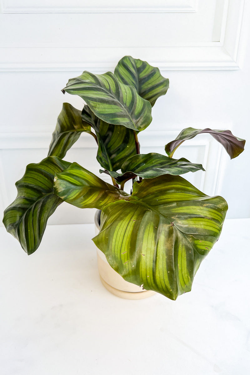 Calathea, Fasciata  4"