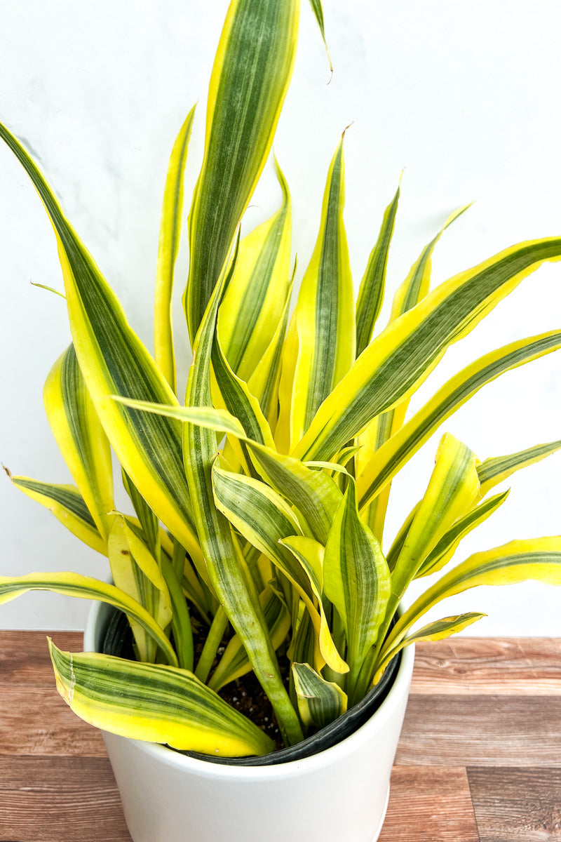 Snake Plant, Yellowstone 10"