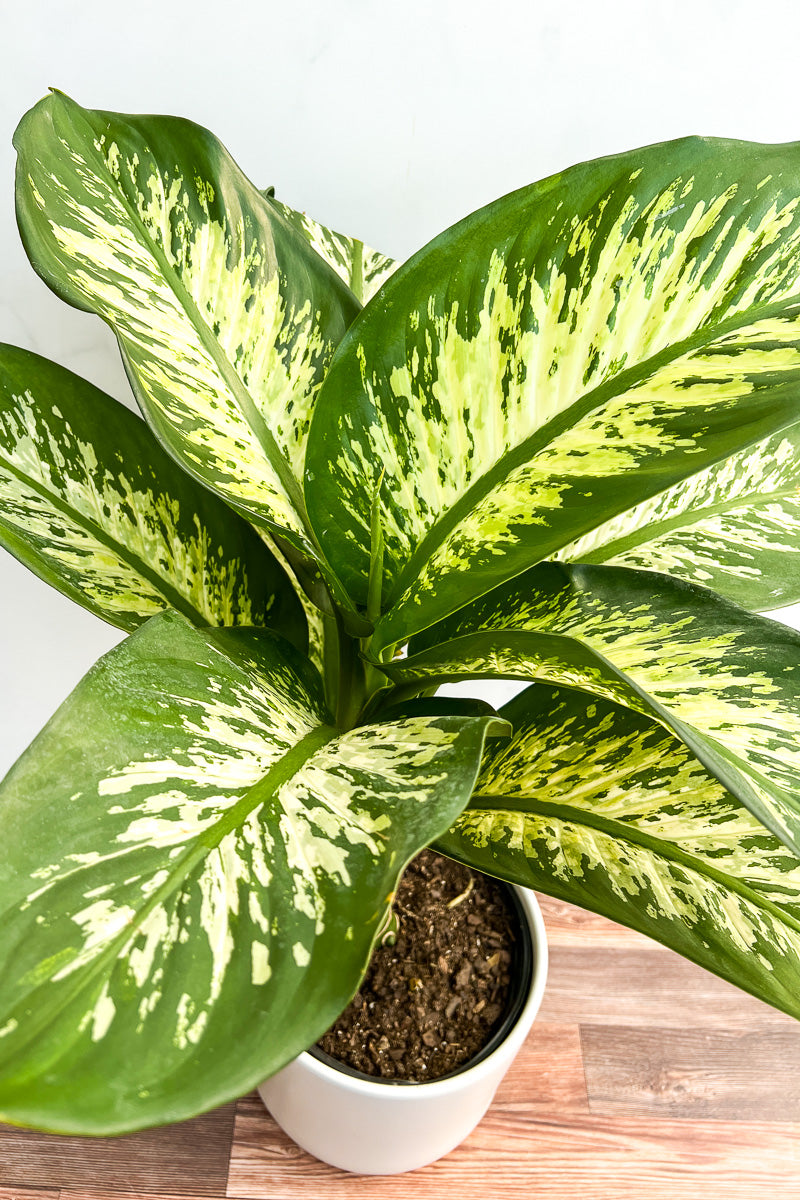 Dieffenbachia Tropic Snow 6"