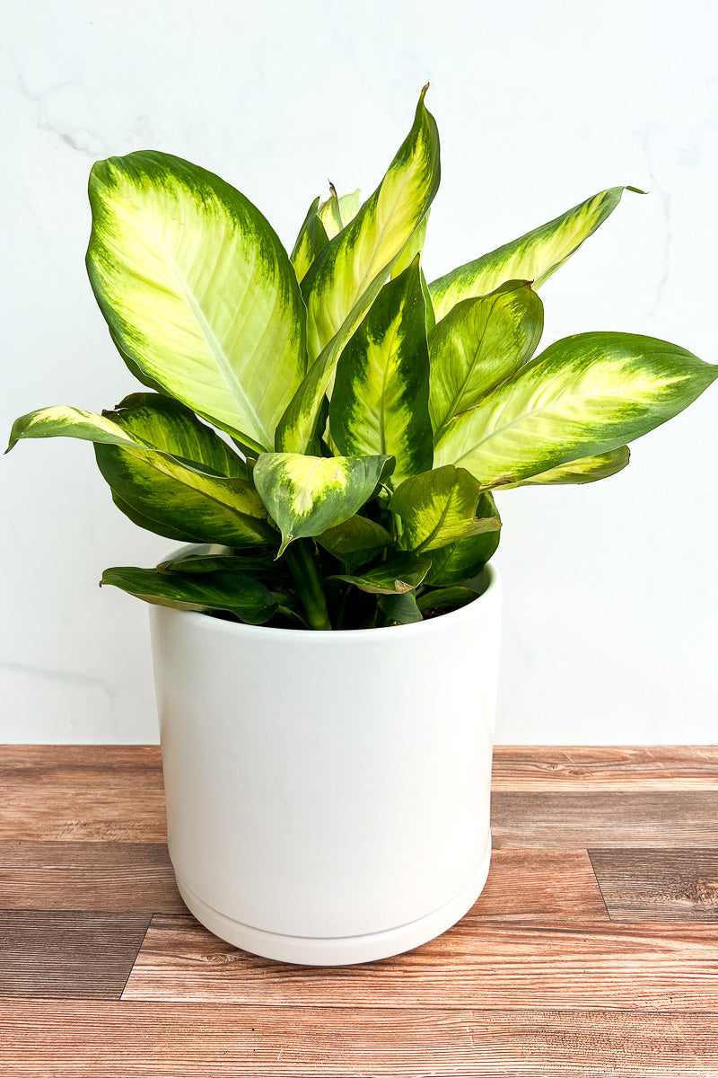 Dieffenbachia, Camille 6"