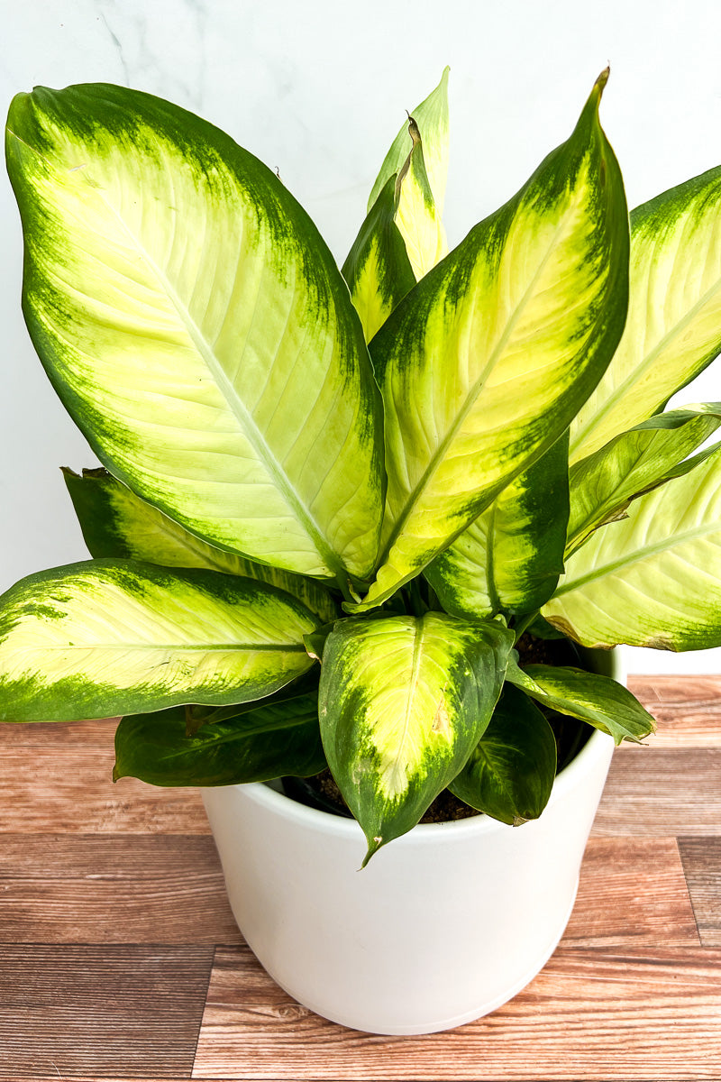 Dieffenbachia, Camille 6"