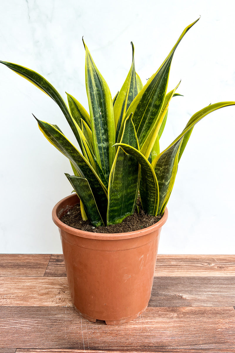 Snake Plant, La Rubia 8"