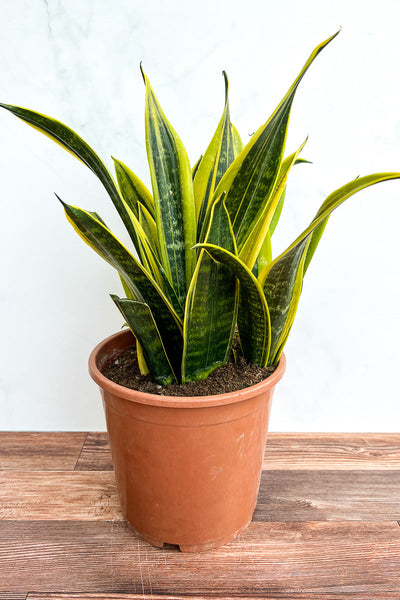 sansevieria la rubia care Snake Plant, La Rubia 8"