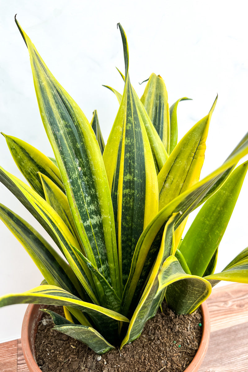 Snake Plant, La Rubia 8"