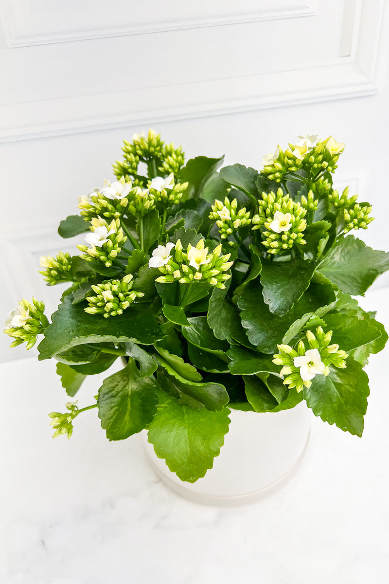 Kalanchoe, Blossfeldiana White