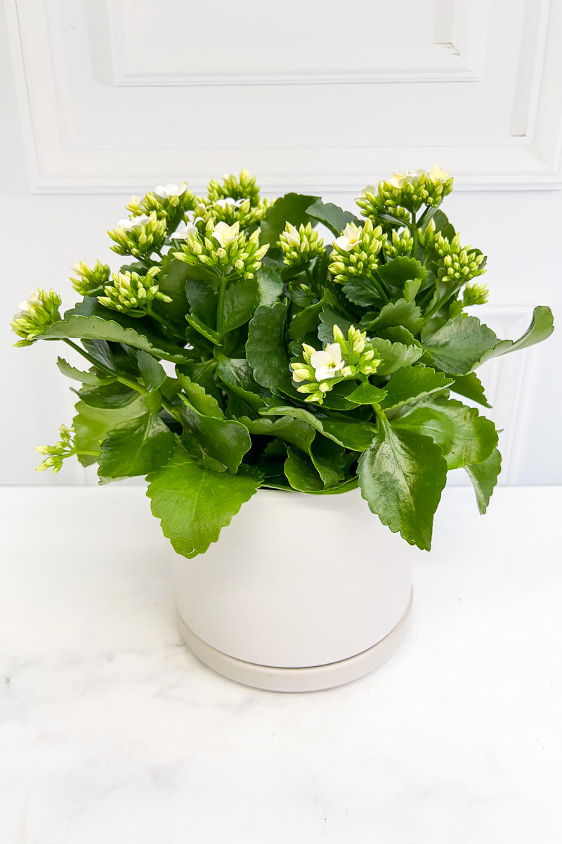 Kalanchoe, Blossfeldiana White