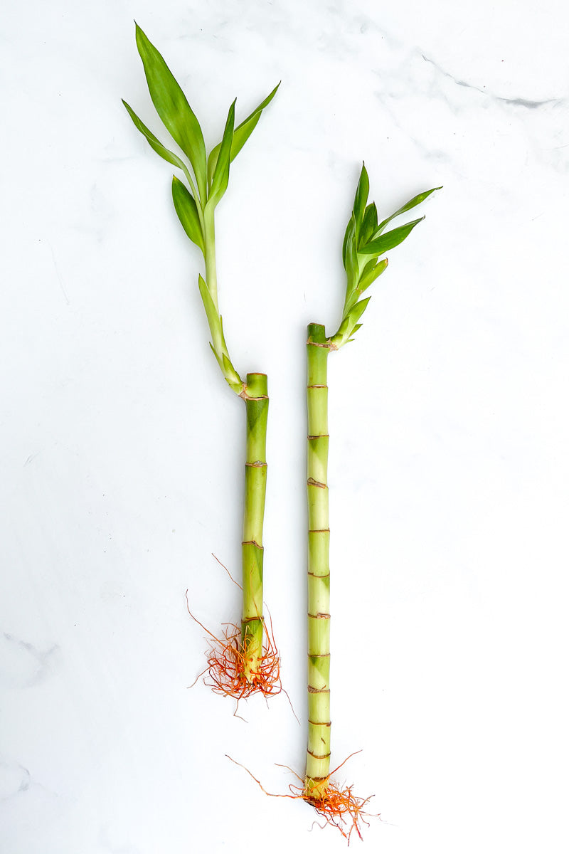 Lucky Bamboo 12" (1 piece)