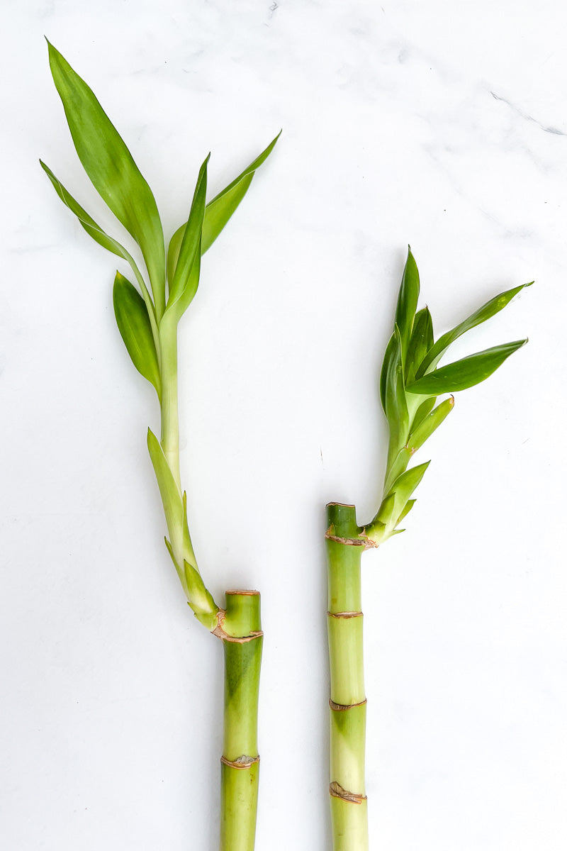 Lucky Bamboo 10" Straight Piece