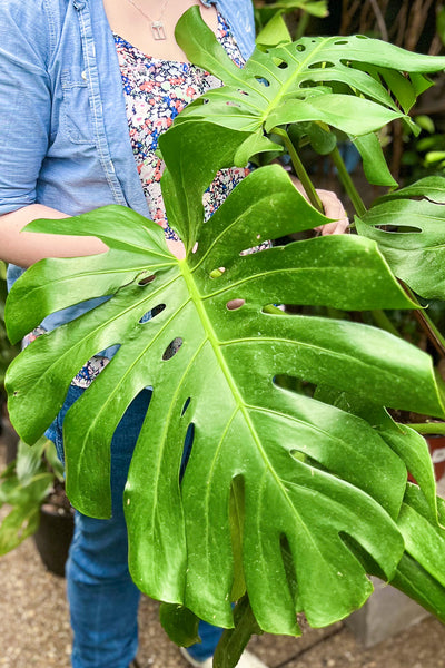 monstera deliciosa cena Monstera, Deliciosa 12" – Chalet