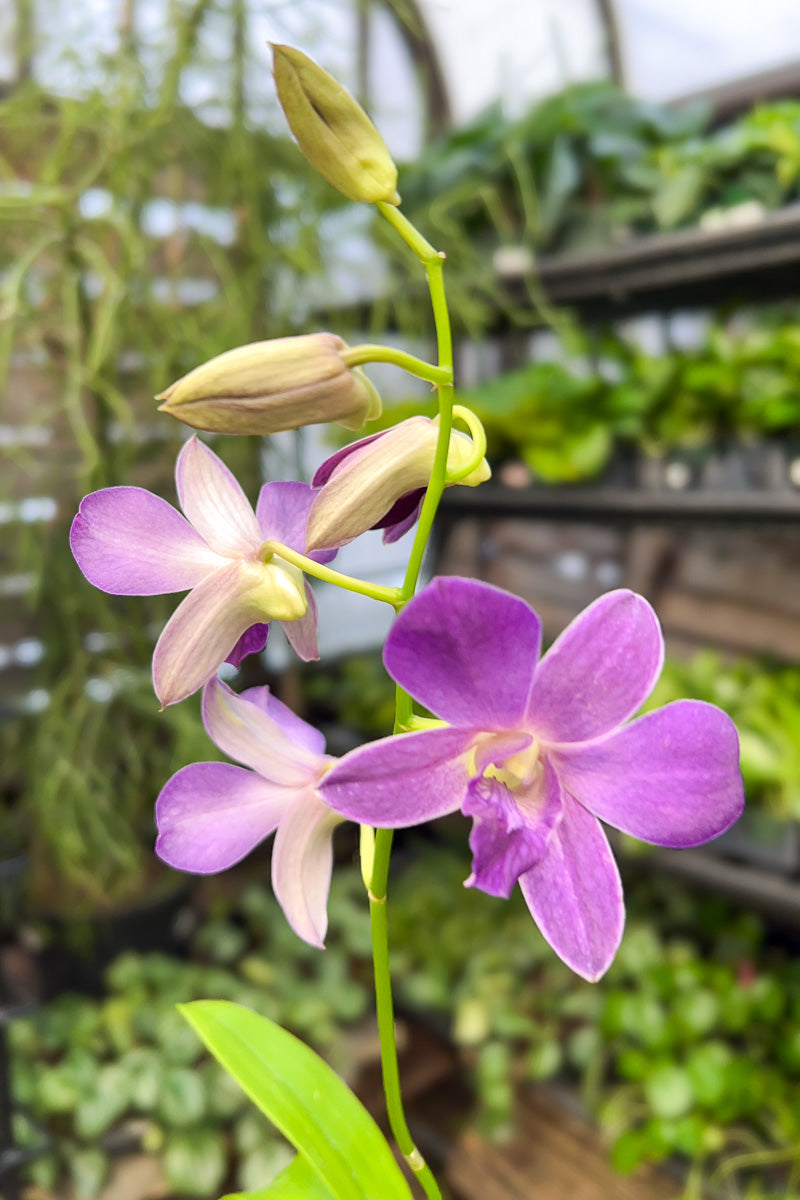 Orchid, Dendrobium Thanes Blue  4"