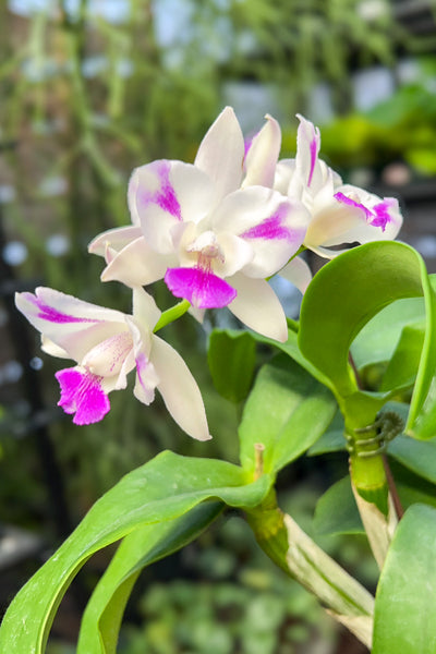 Orchid, Cattleya Ethel's Paradise 'In Kalapana' 4"