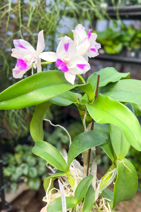 Orchid, Cattleya Ethel's Paradise 'In Kalapana' 4"