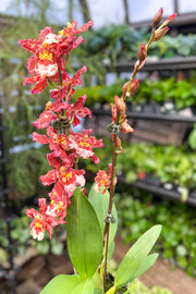 Orchid, Oncidium Hybrid 'Eye Candy' 4"