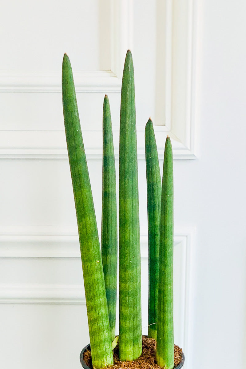 Sansevieria Cylindrica 8"