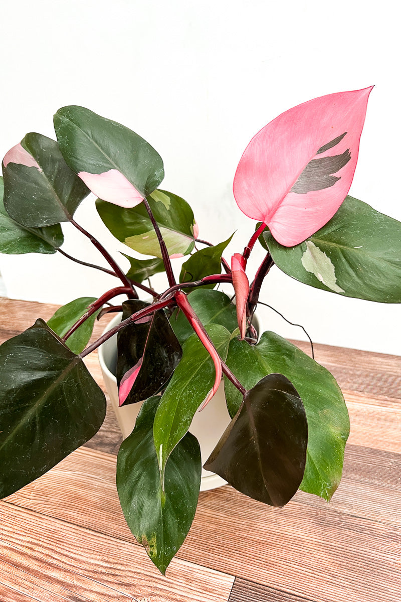 Philodendron, Rare Pink Princess 6"