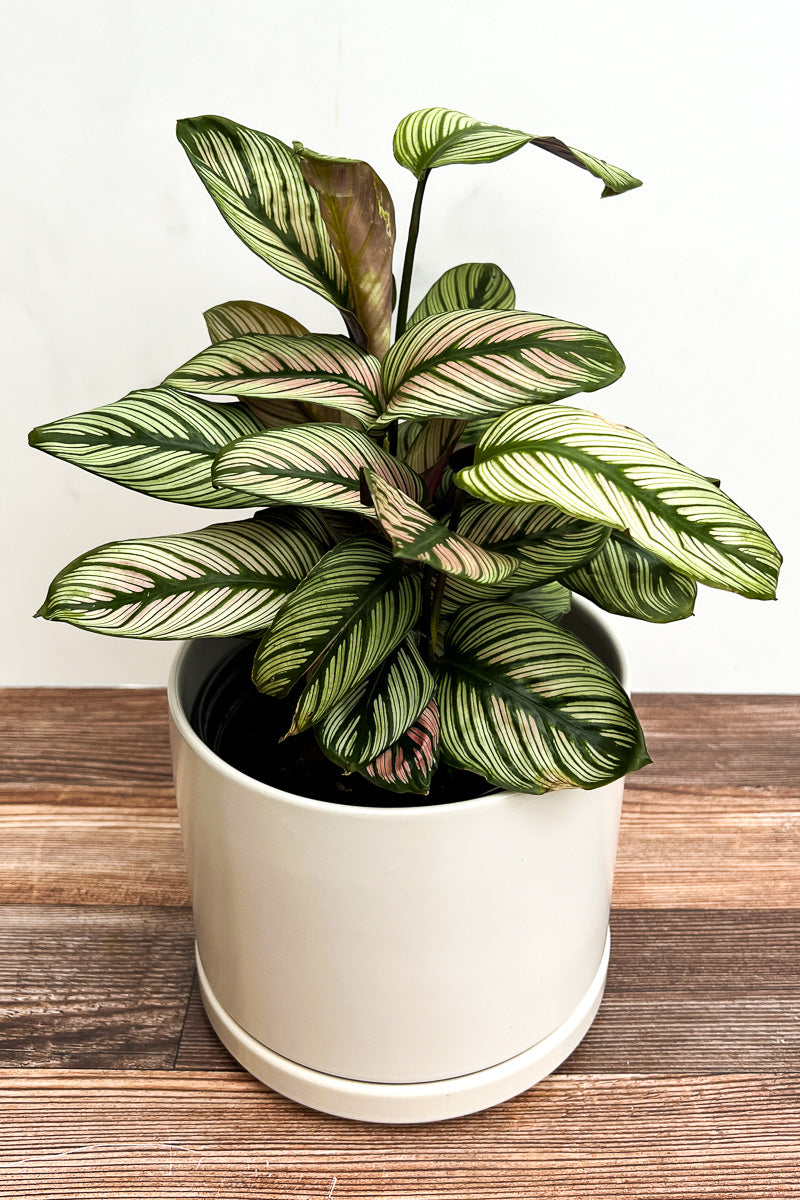 Calathea, White Star 17cm