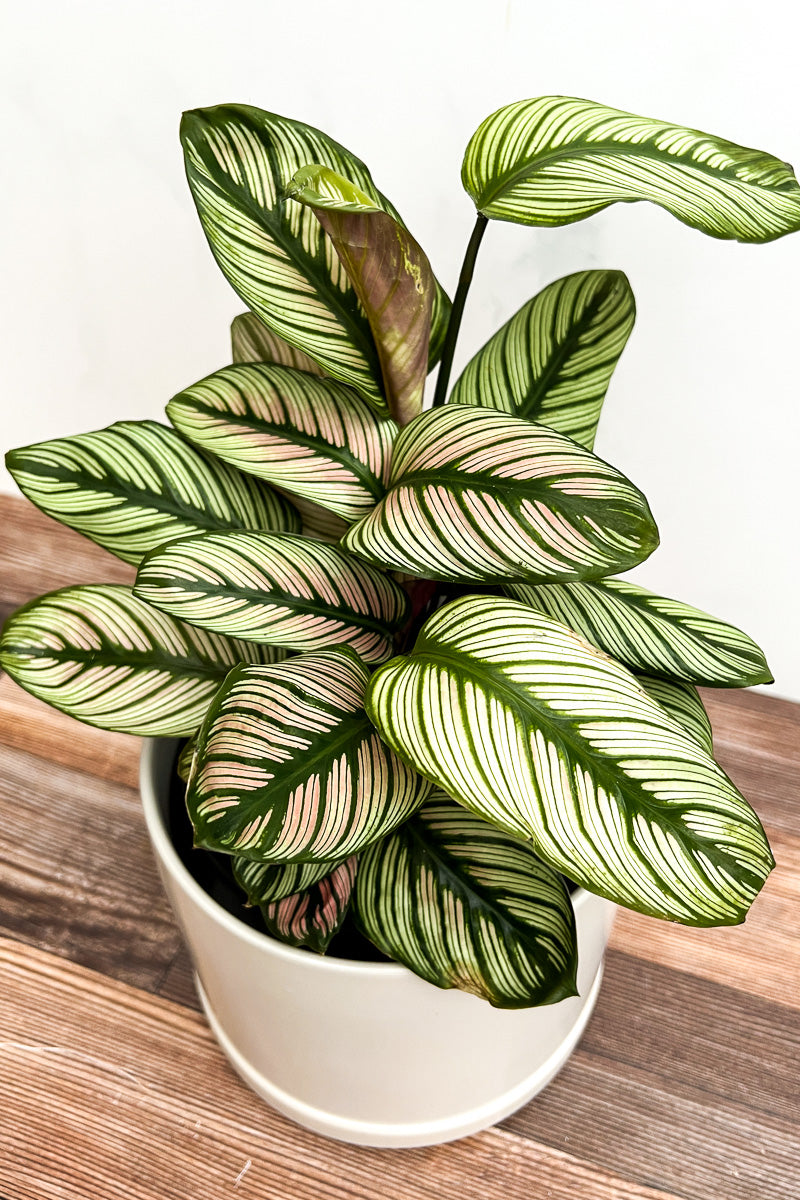 Calathea, White Star 17cm