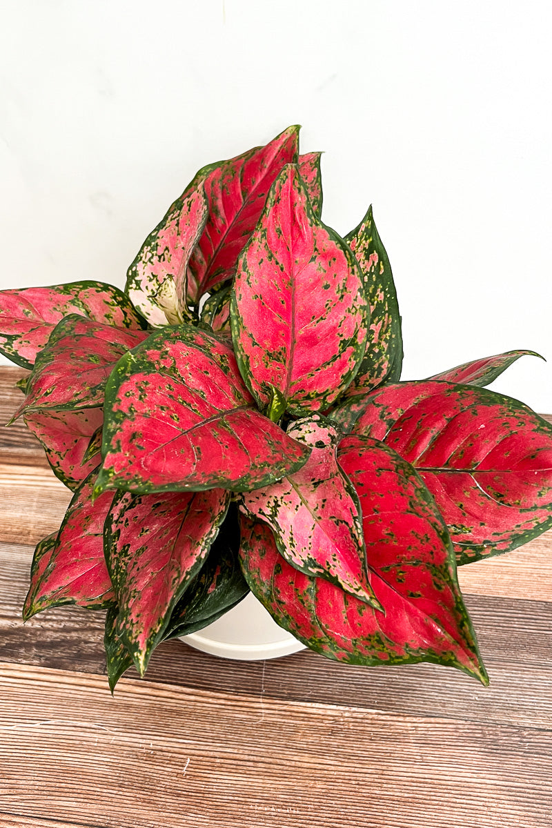 Chinese Evergreen, Red Valentine 8"