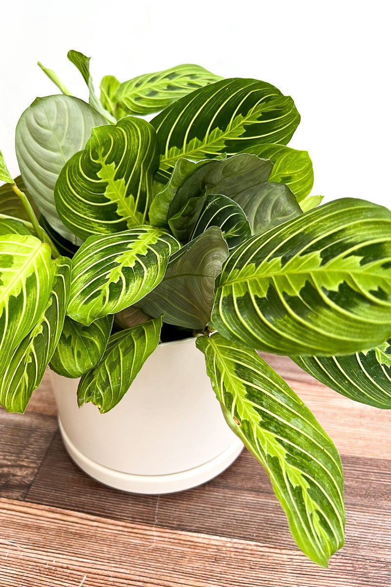 Prayer Plant, Maranta Lemon Lime 4"