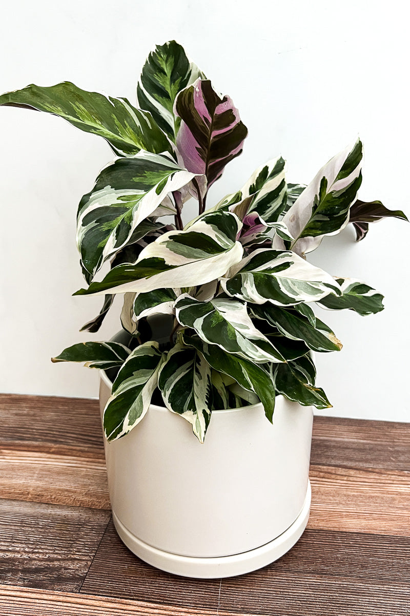 Calathea, Fusion White 4"