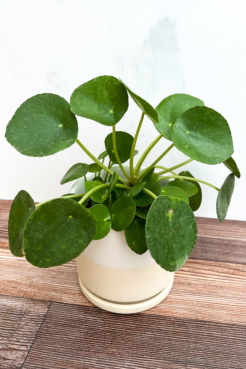 Pilea Peperomioides 4"