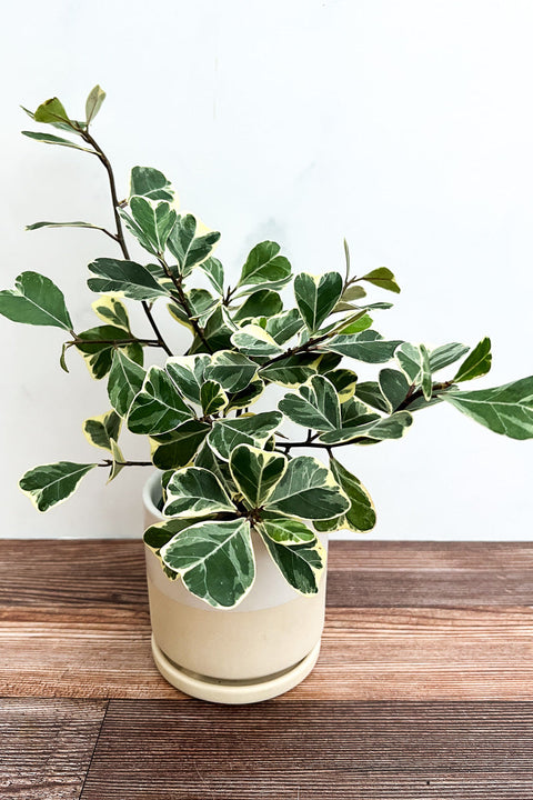 Fig, Triangularis Variegated