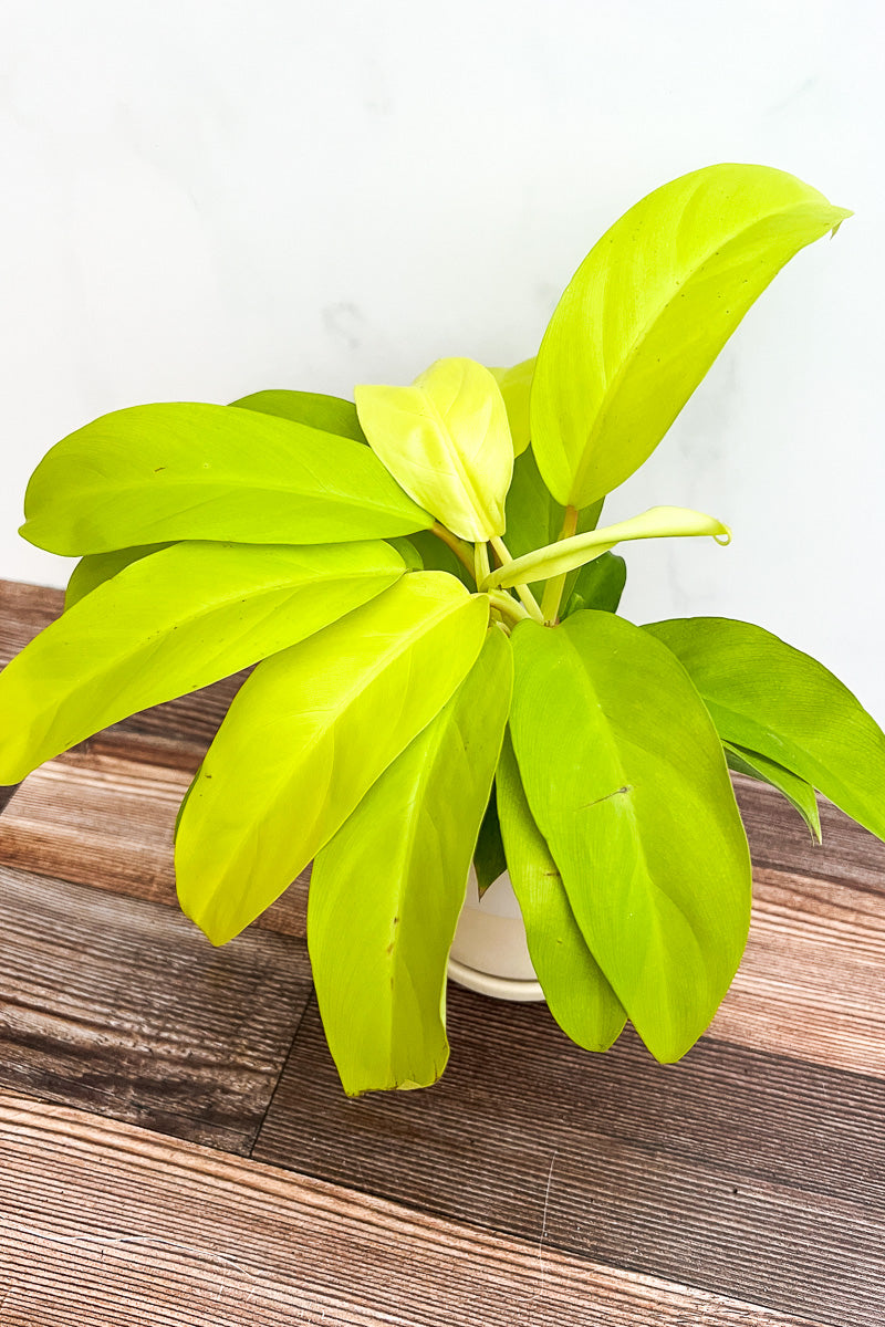 Philodendron, Mayala Gold 4"