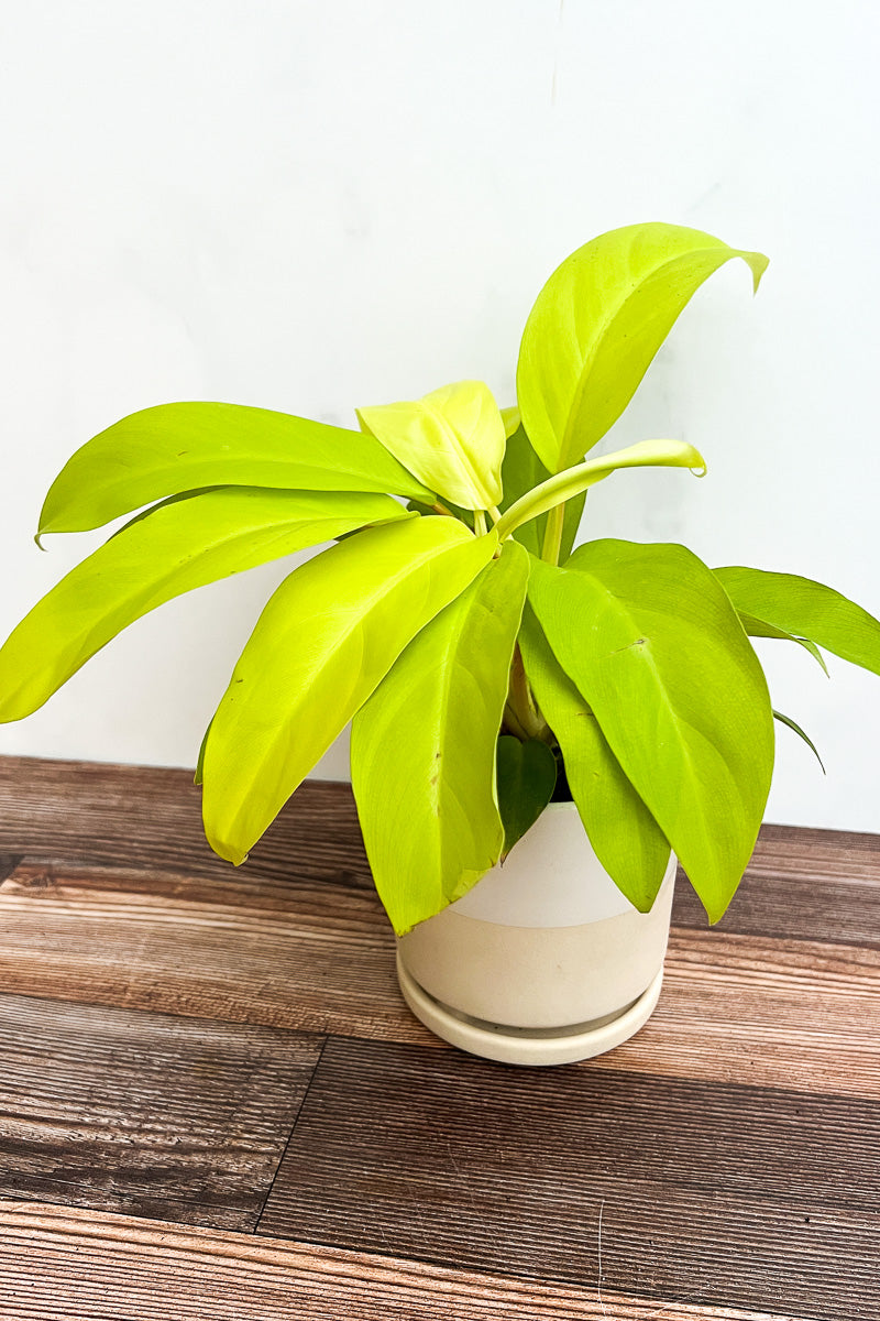 Philodendron, Mayala Gold 4"