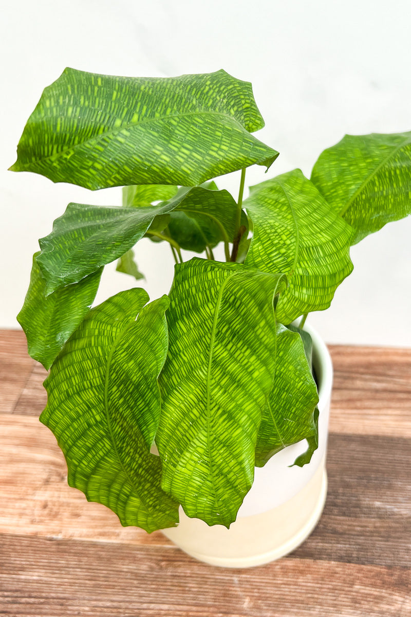 Calathea, Network 6"