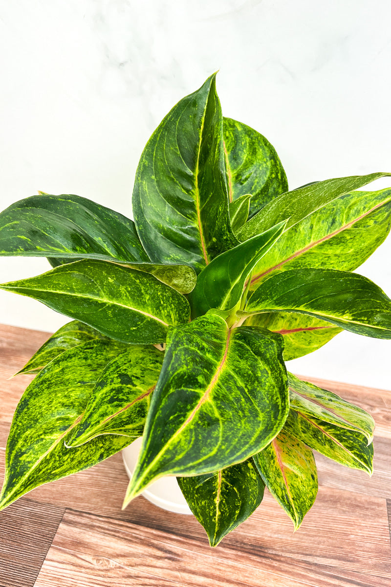 Chinese Evergreen, Sparkling Sarah 6"