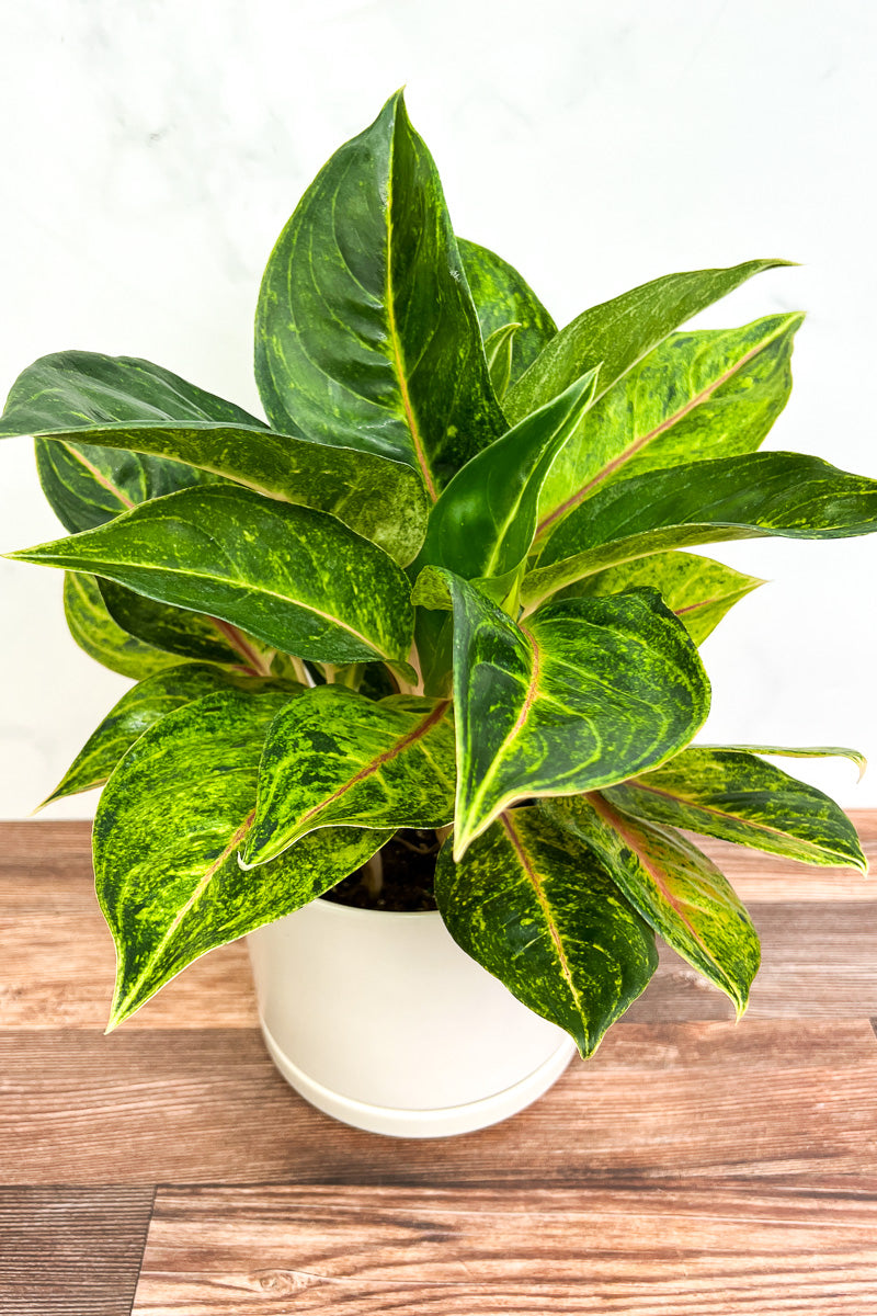 Chinese Evergreen, Sparkling Sarah 6"