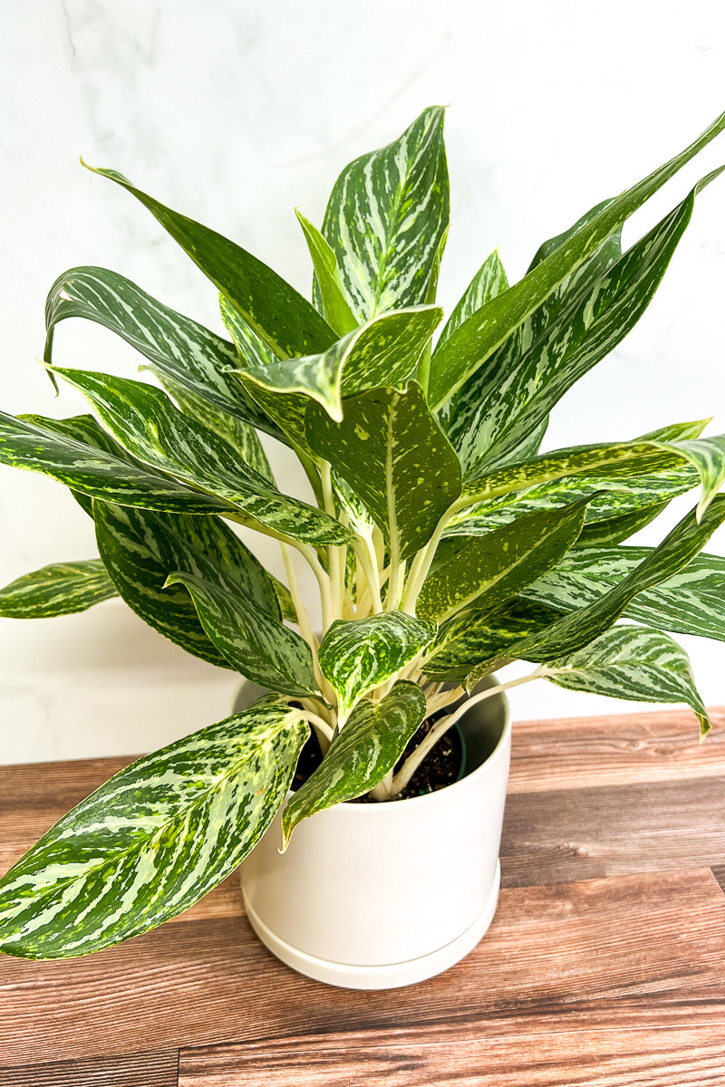 Chinese Evergreen, Golden Madonna 6"