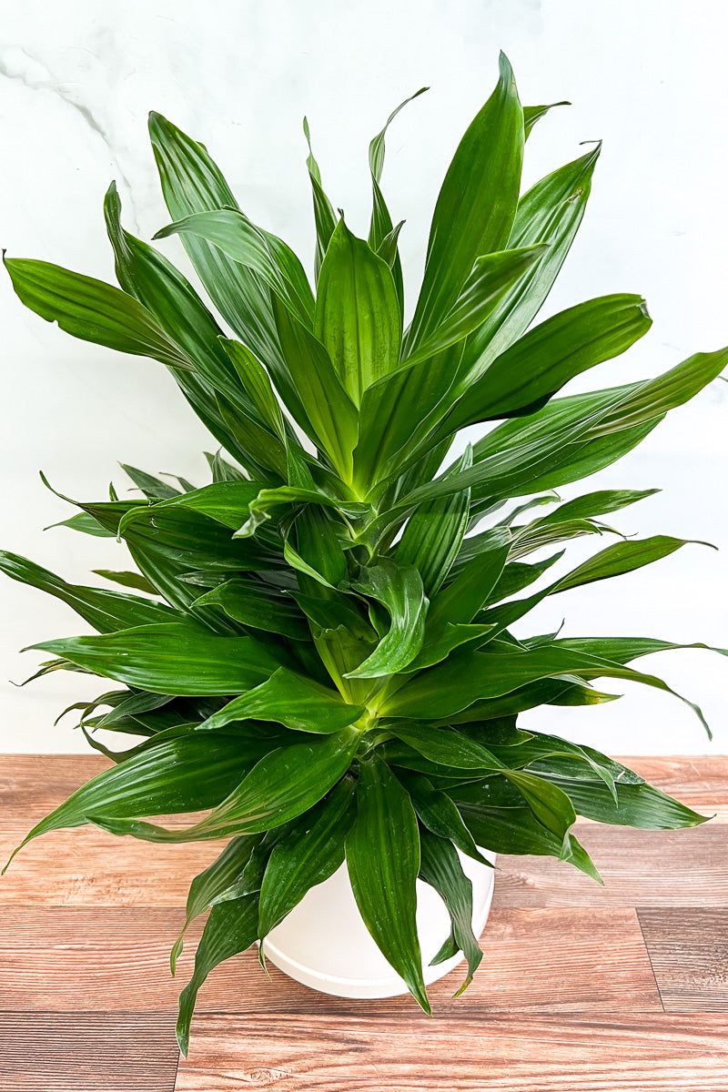 Dracaena, Dragon Green Jewel 8"