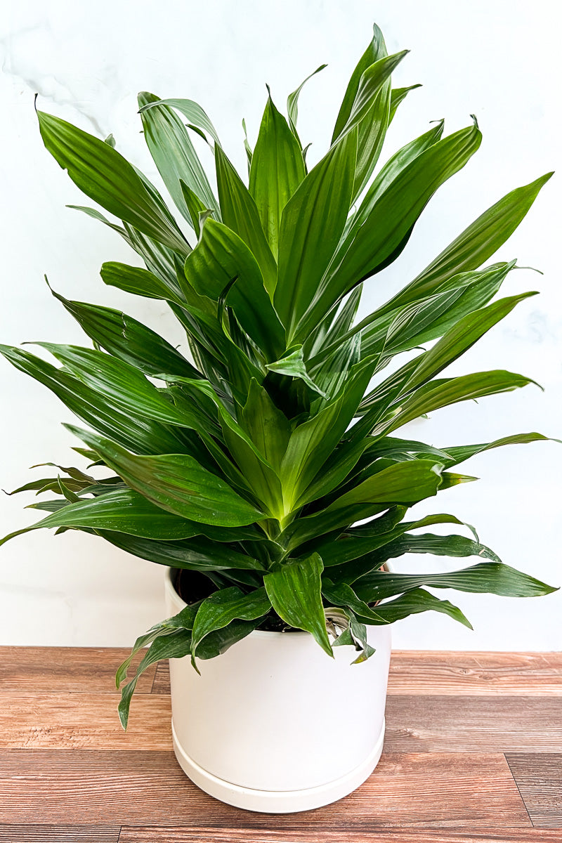 Dracaena, Dragon Green Jewel 8"