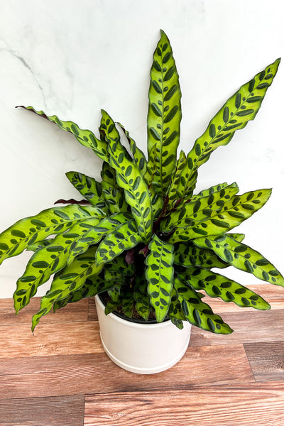 calathea snake plant Calathea, Lancifolia 6" – Chalet