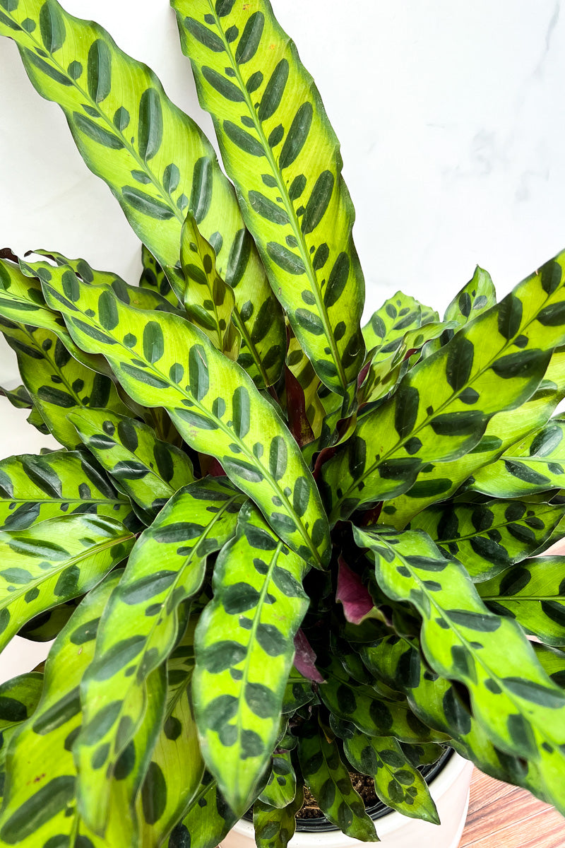 Calathea, Rattlesnake 6"