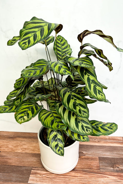 Calathea, Makoyana 8"