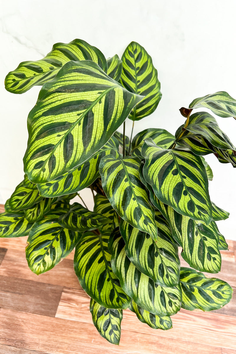 Calathea, Makoyana 8"